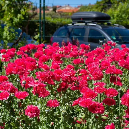 公寓 Adria Danka 克尔克