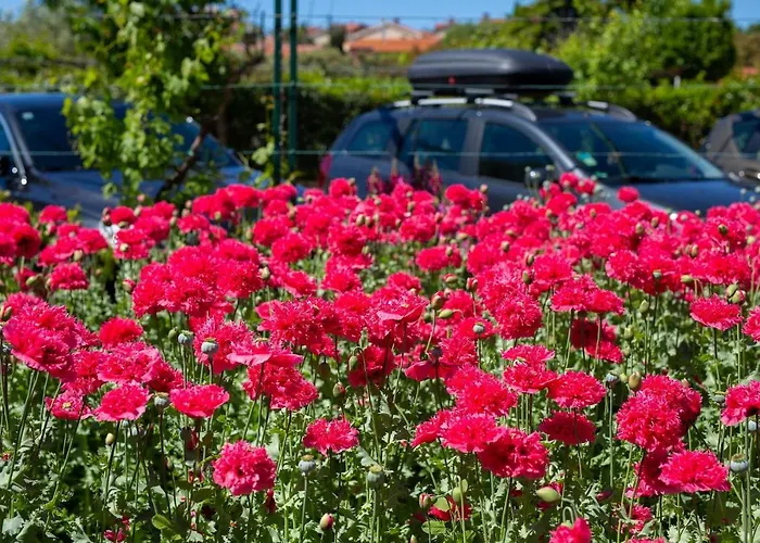 Apartament Adria Danka Veglia